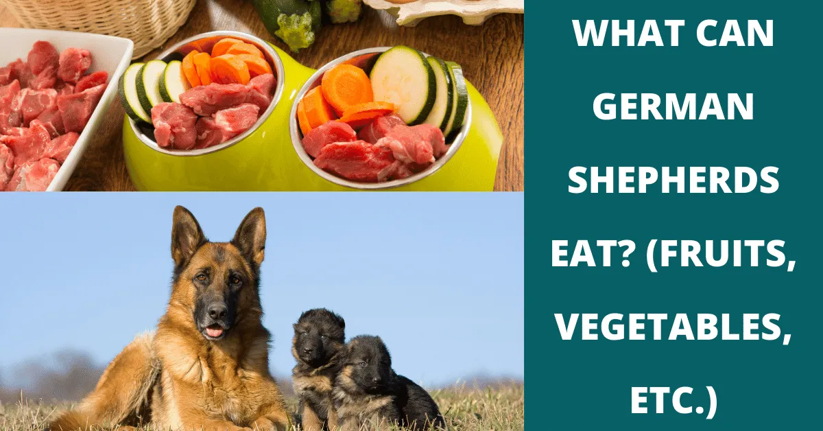 what can german shepherds eat