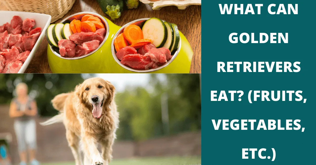 what can golden retrievers eat