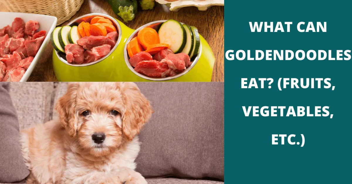 what can goldendoodles eat