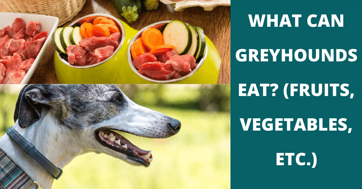 what can greyhounds eat