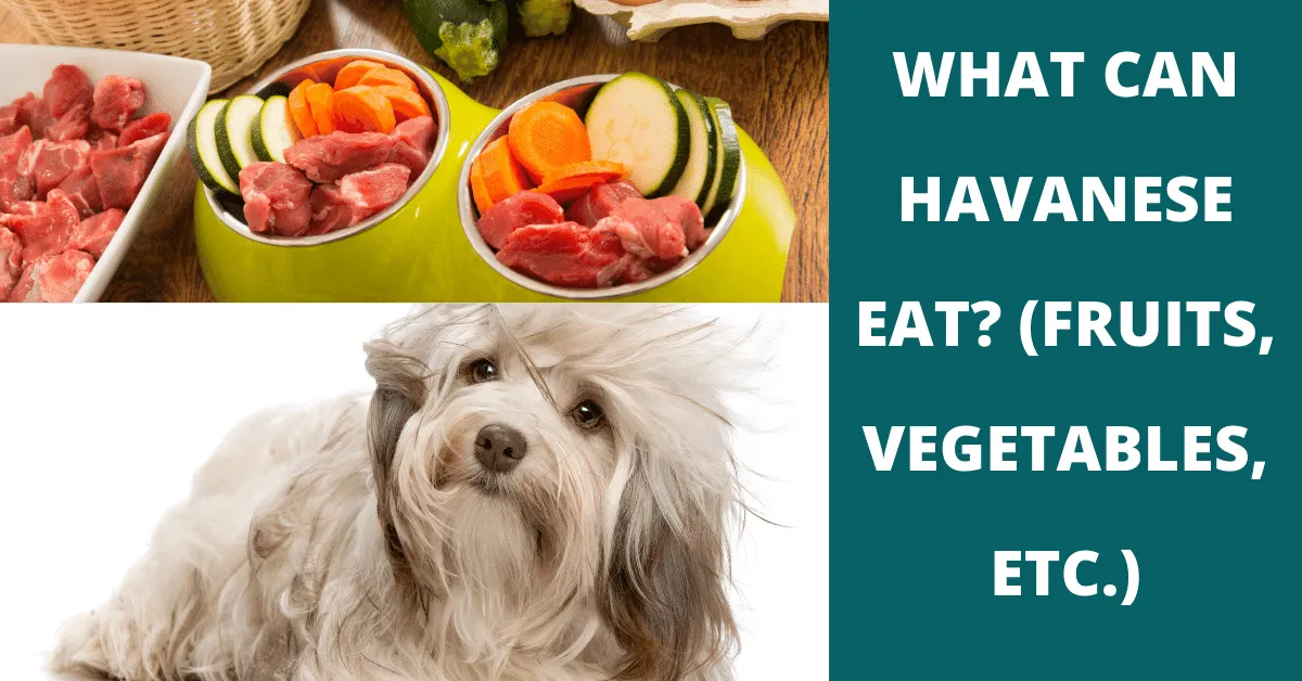 what can havanese eat