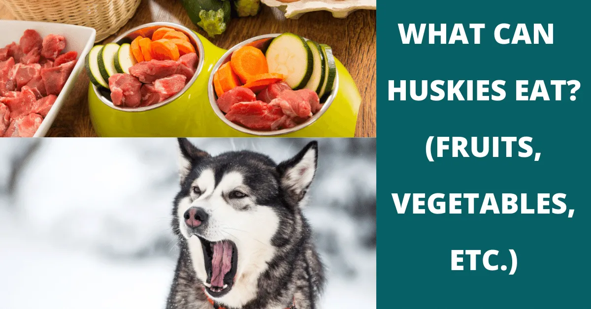 What can huskies eat? 37 Fruits, Vegetables & Snacks Huskies Can (And Can't) Eat