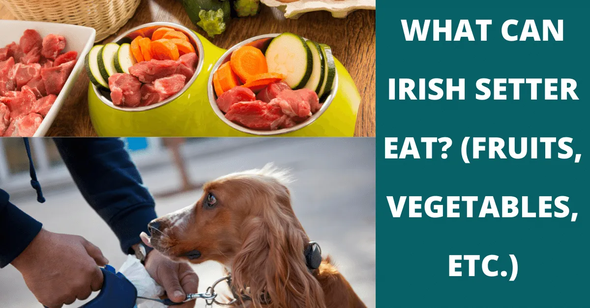 what can irish setter eat