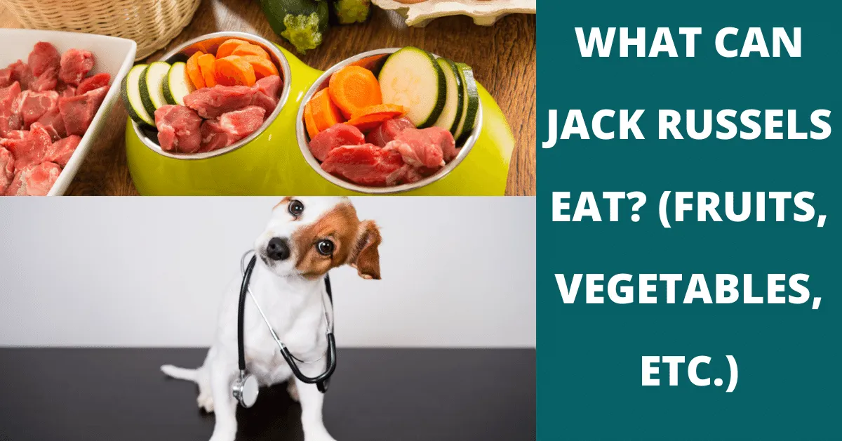 what can jack russells eat