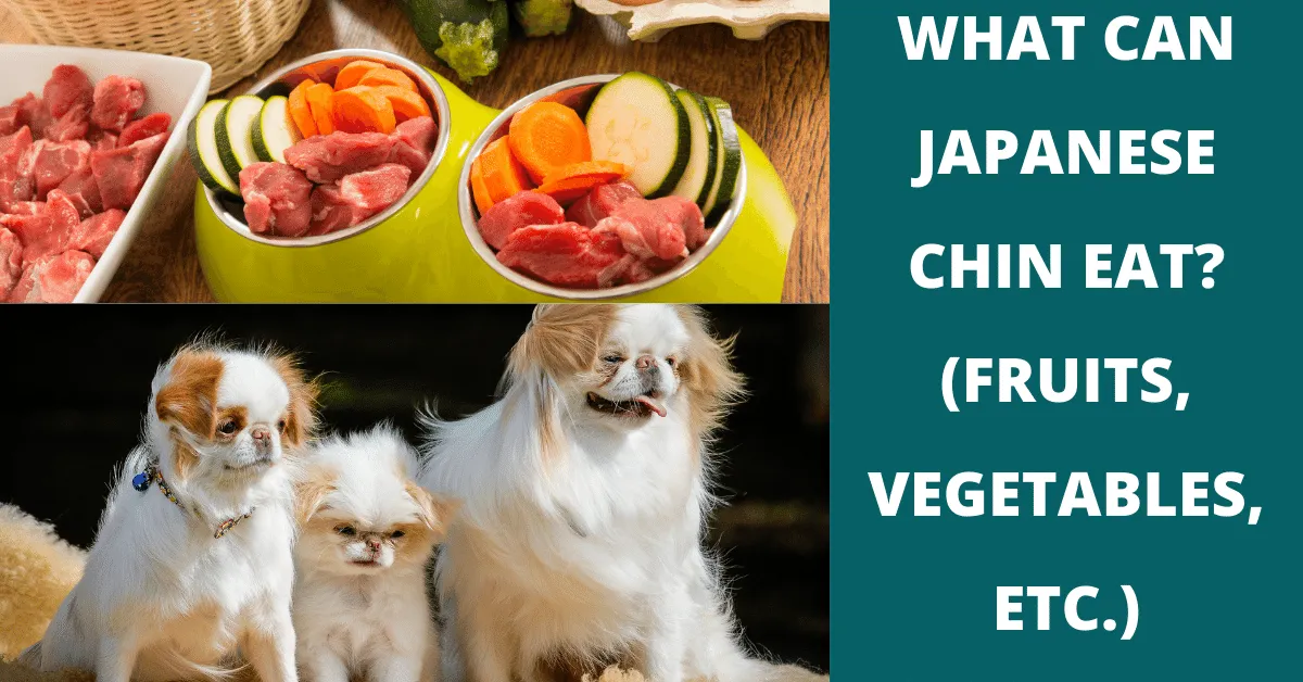 what can japanese chin eat