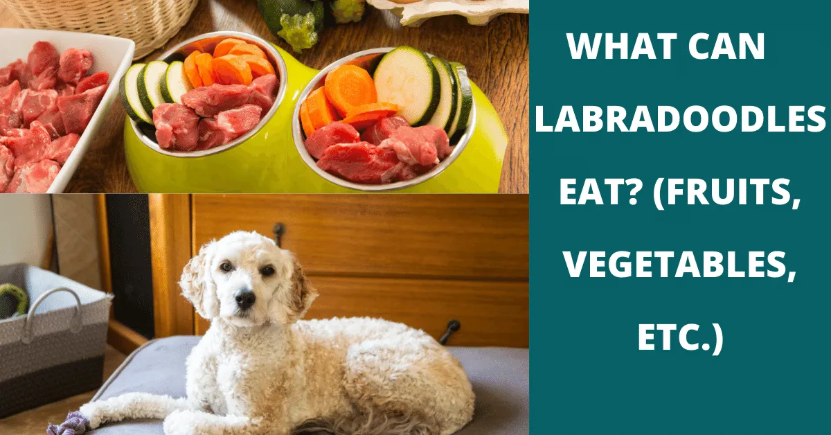 what can labradoodles eat