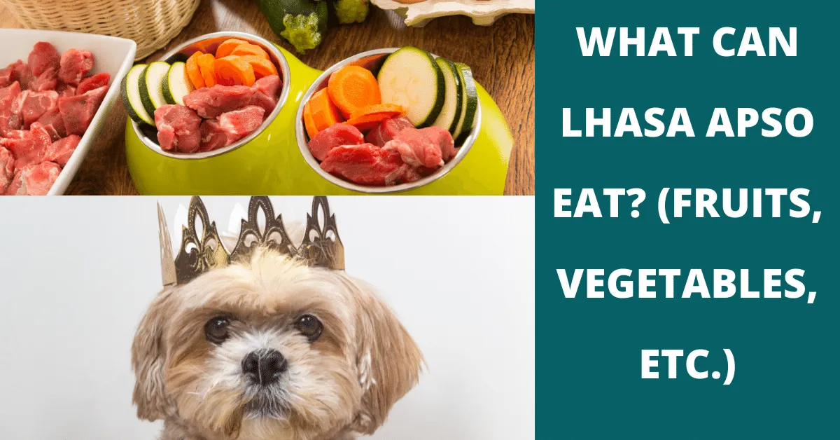 what can lhasa apso eat