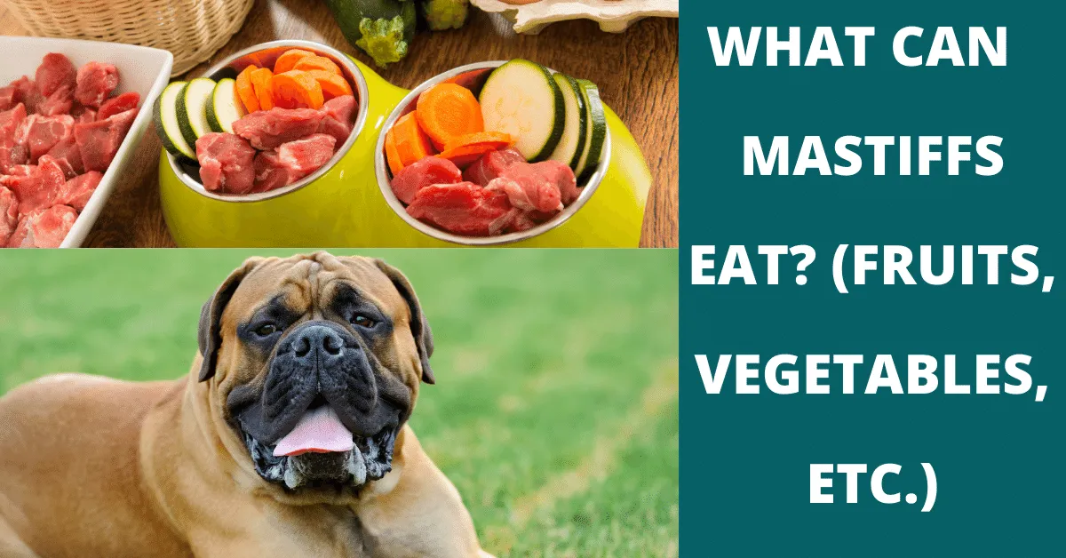 what can mastiffs eat