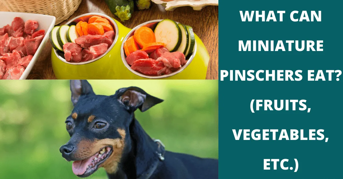 what can miniature pinschers eat