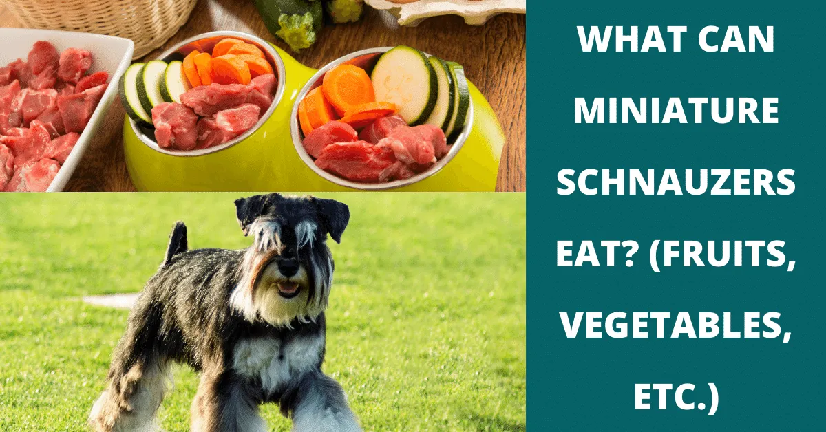 what can miniature schnauzers eat