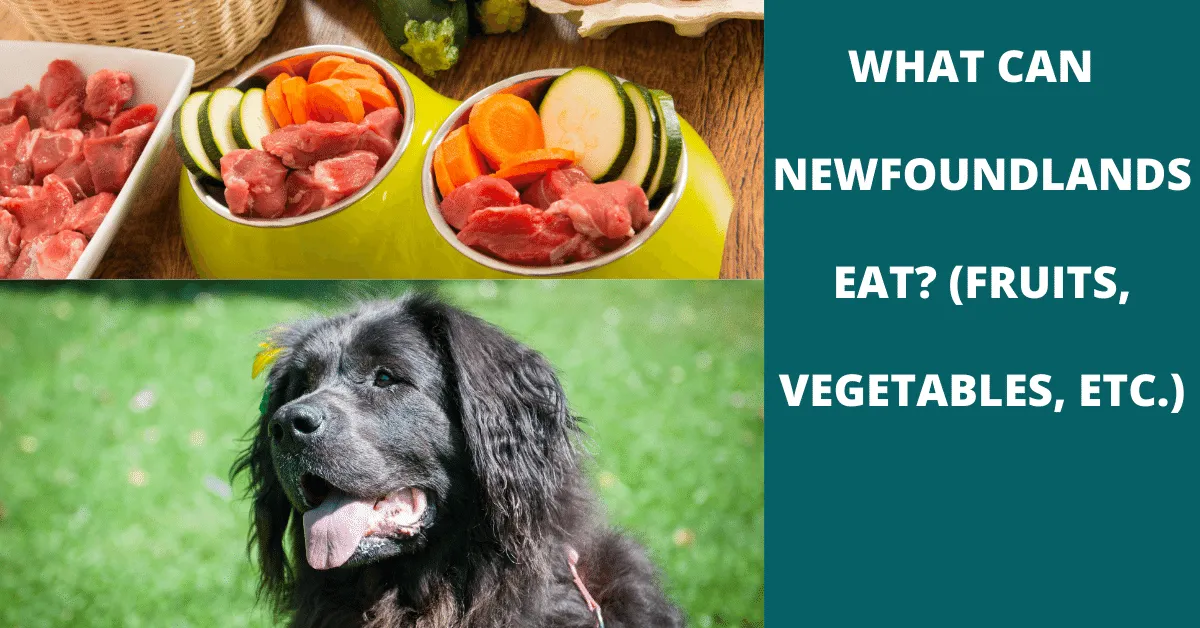 what can newfoundlands eat