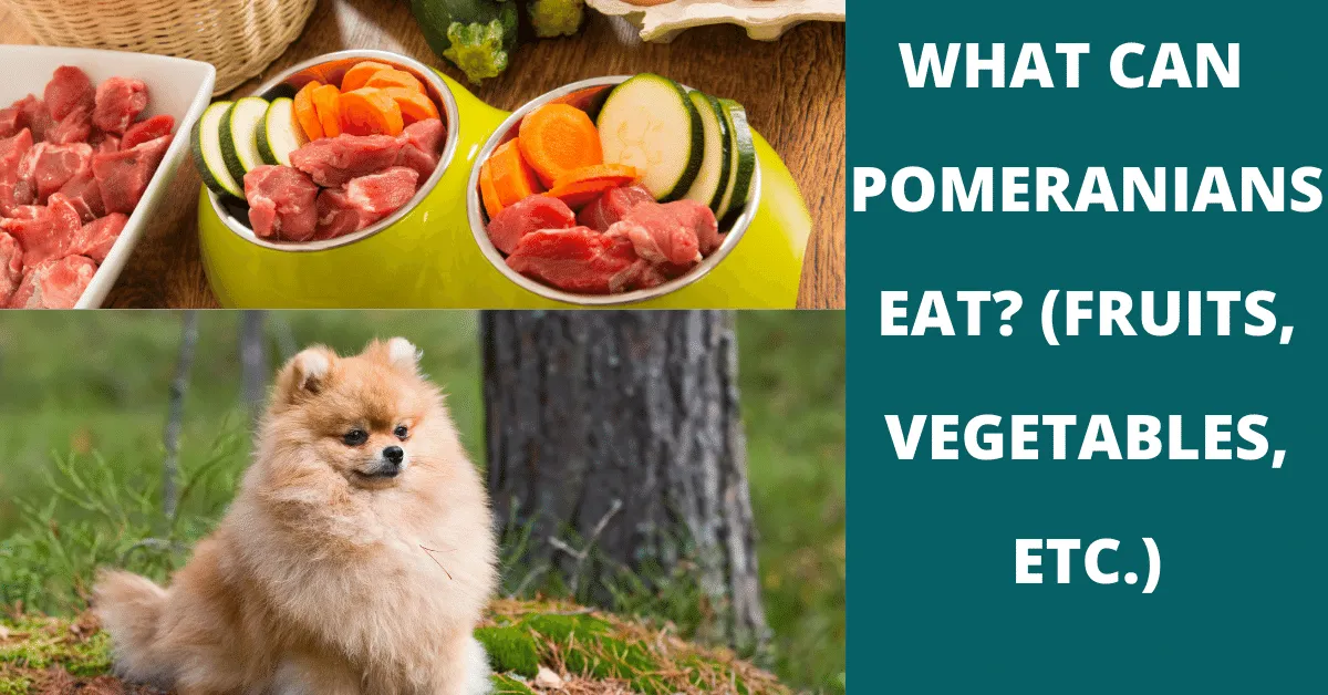 what can pomeranians eat