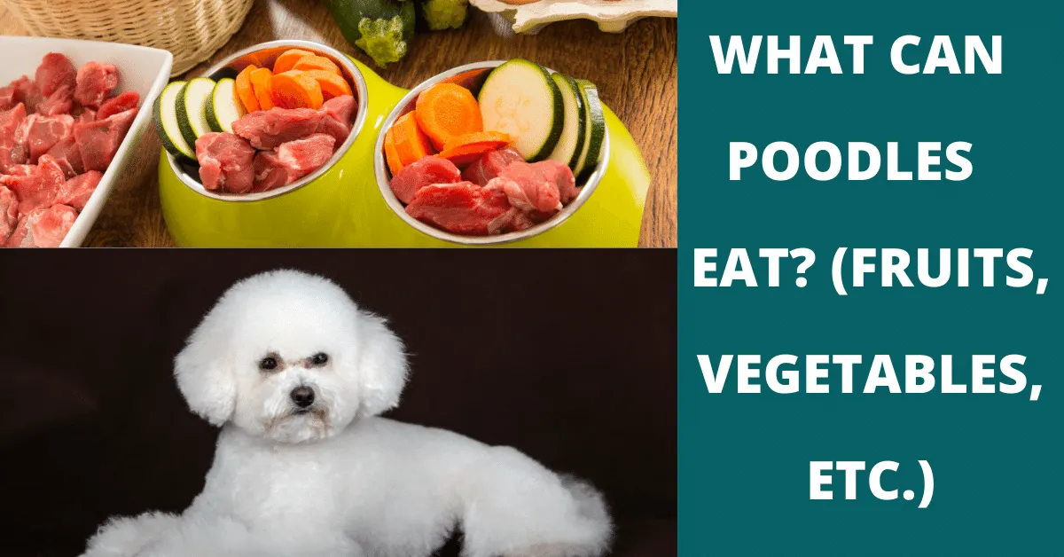 what can poodles eat