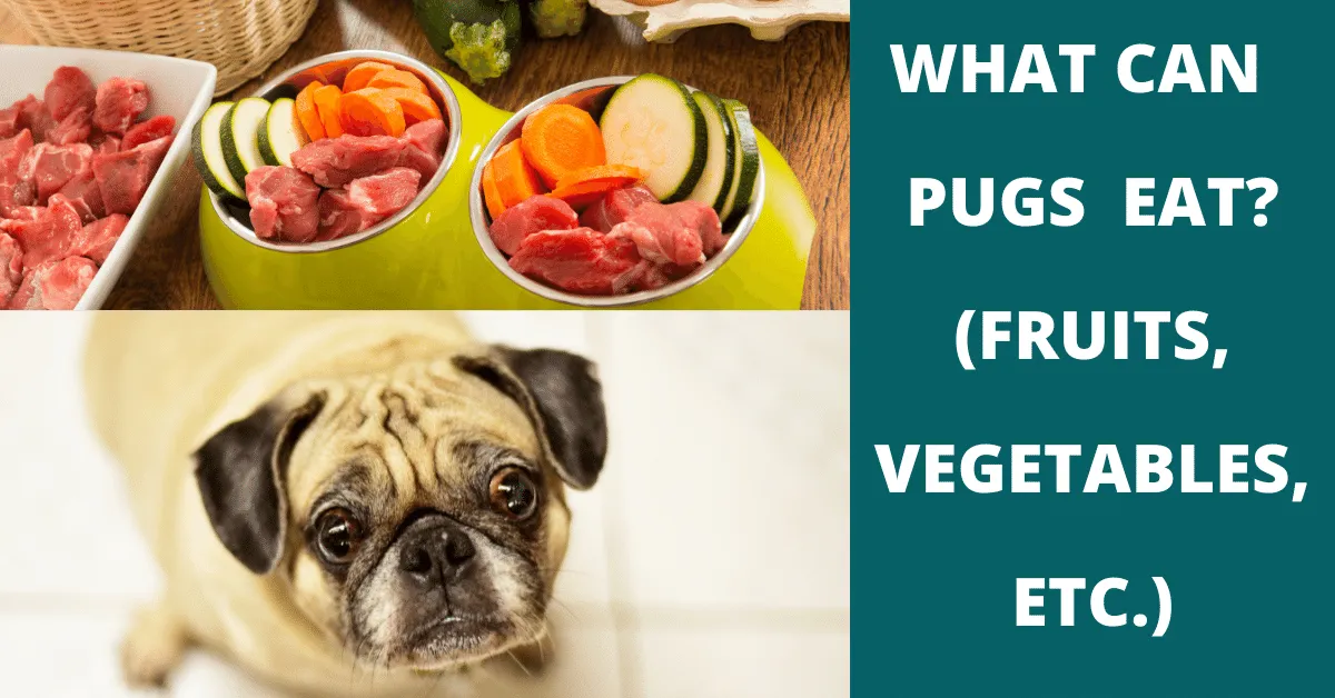 what can pugs eat