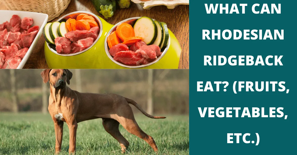 what can rhodesian ridgeback eat