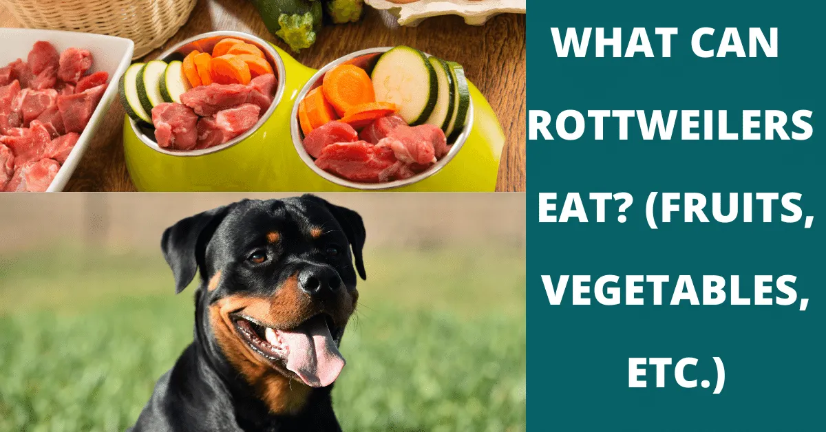 what can rottweilers eat