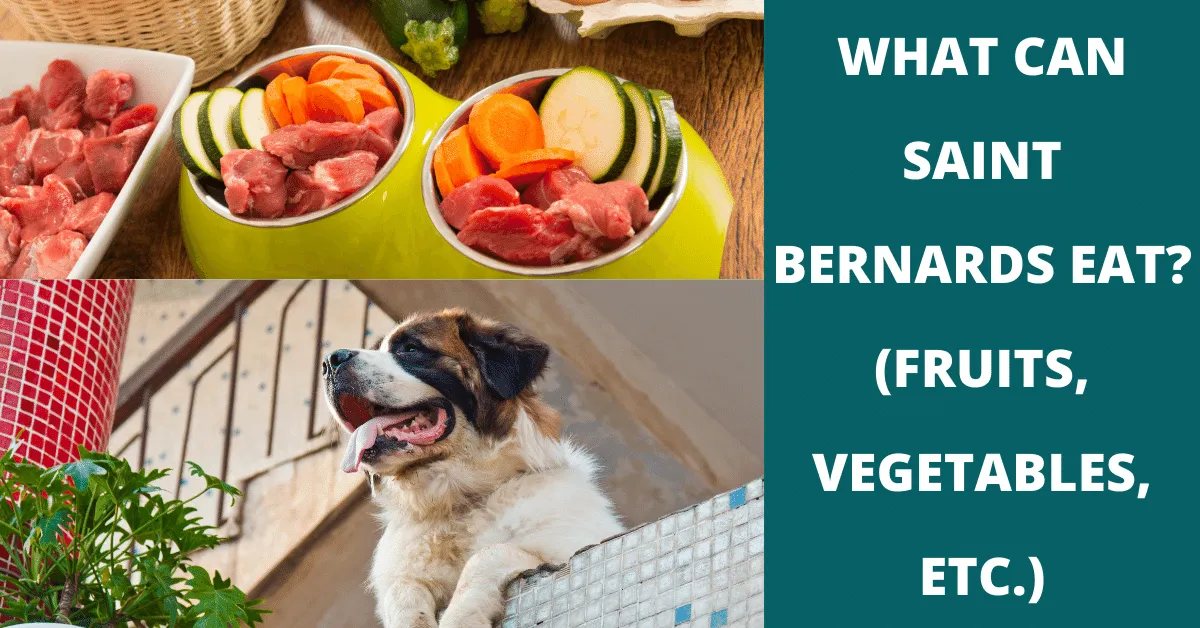 what can saint bernards eat