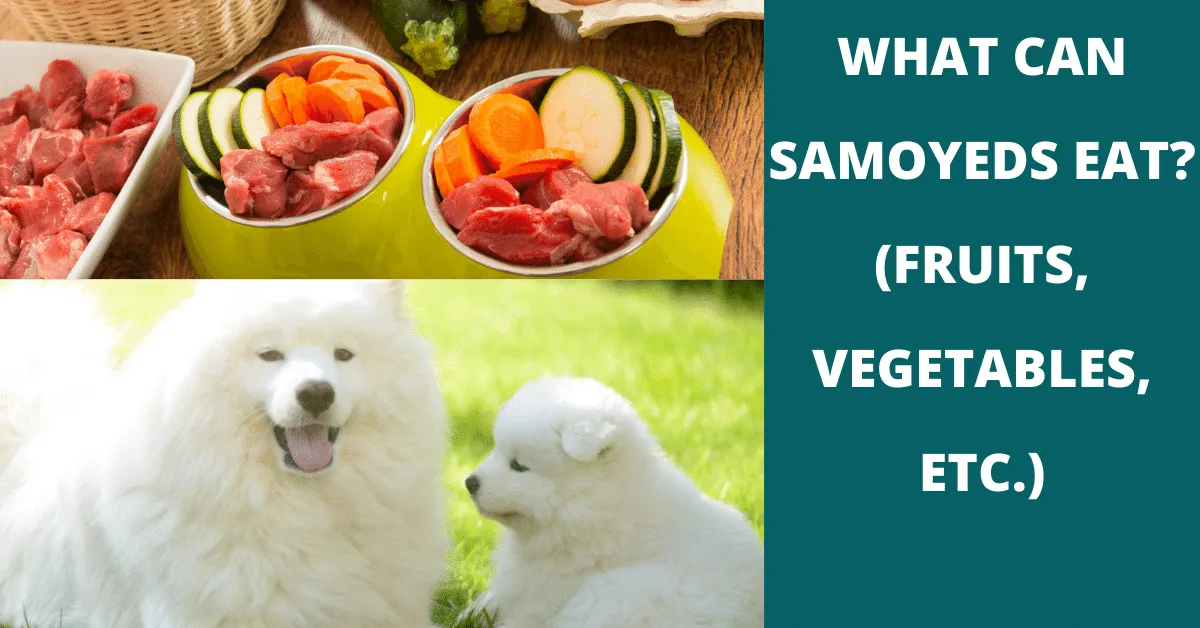 what can samoyed eat