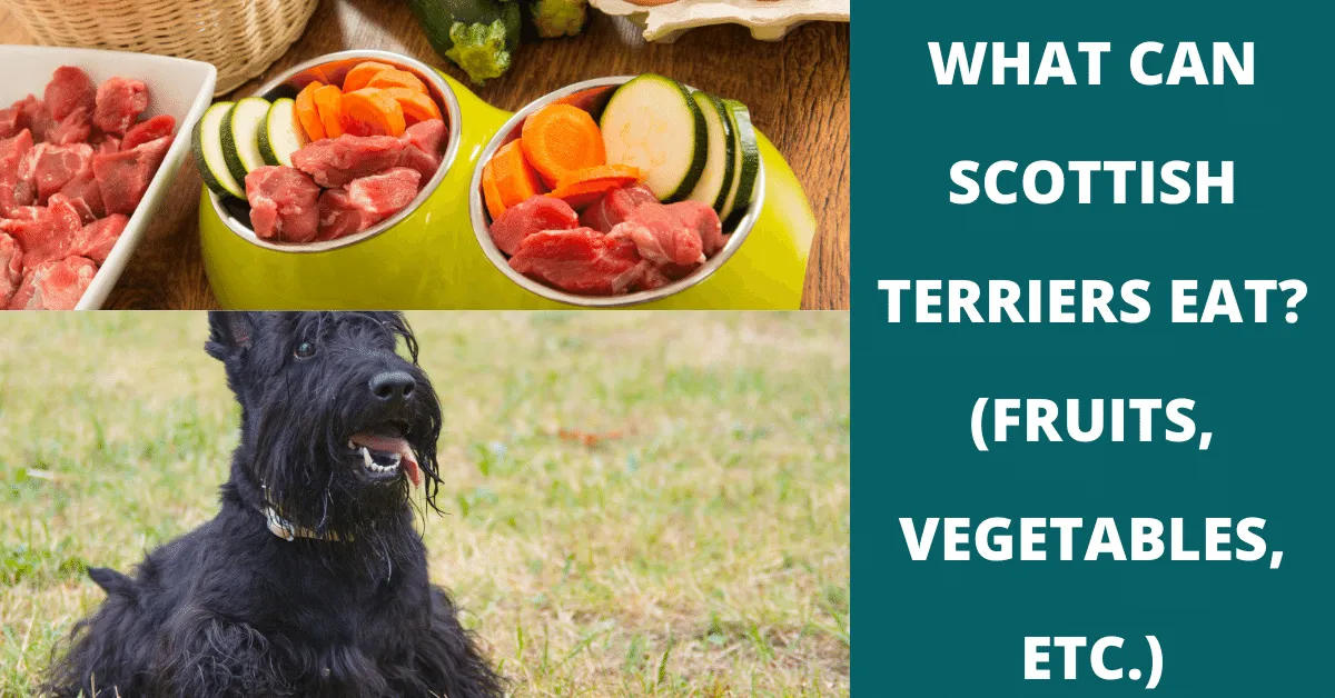 what can scottish terriers eat