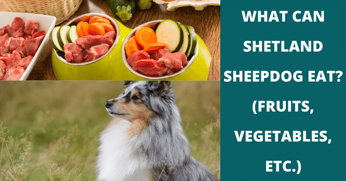 what can shetland sheepdog eat