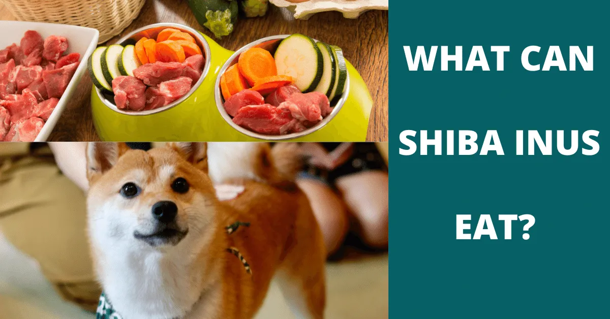 what can shiba inu eat