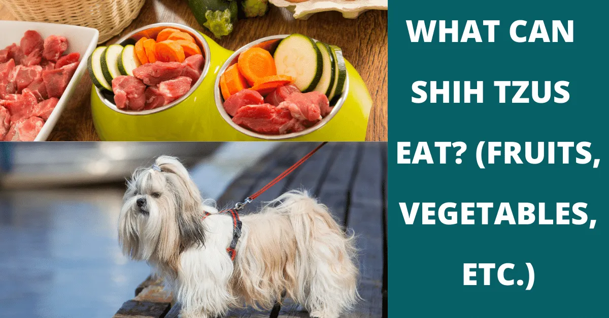 what can shih tzu eat