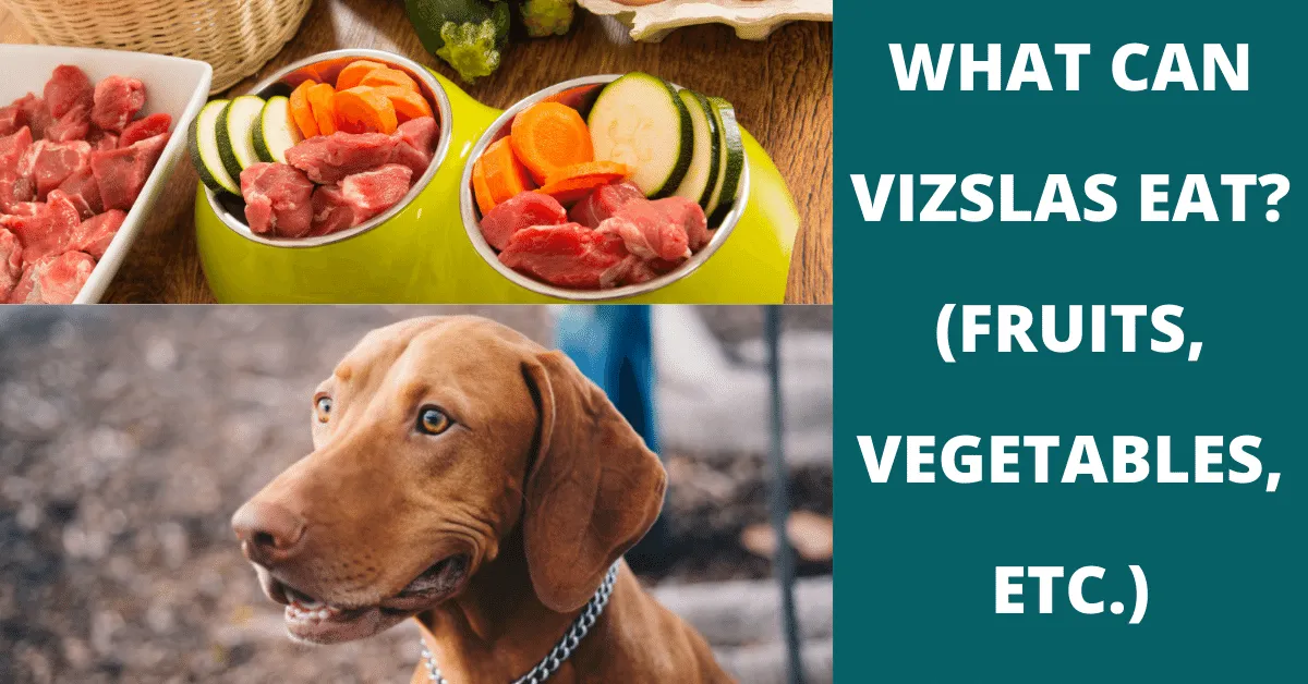 what can vizslas eat