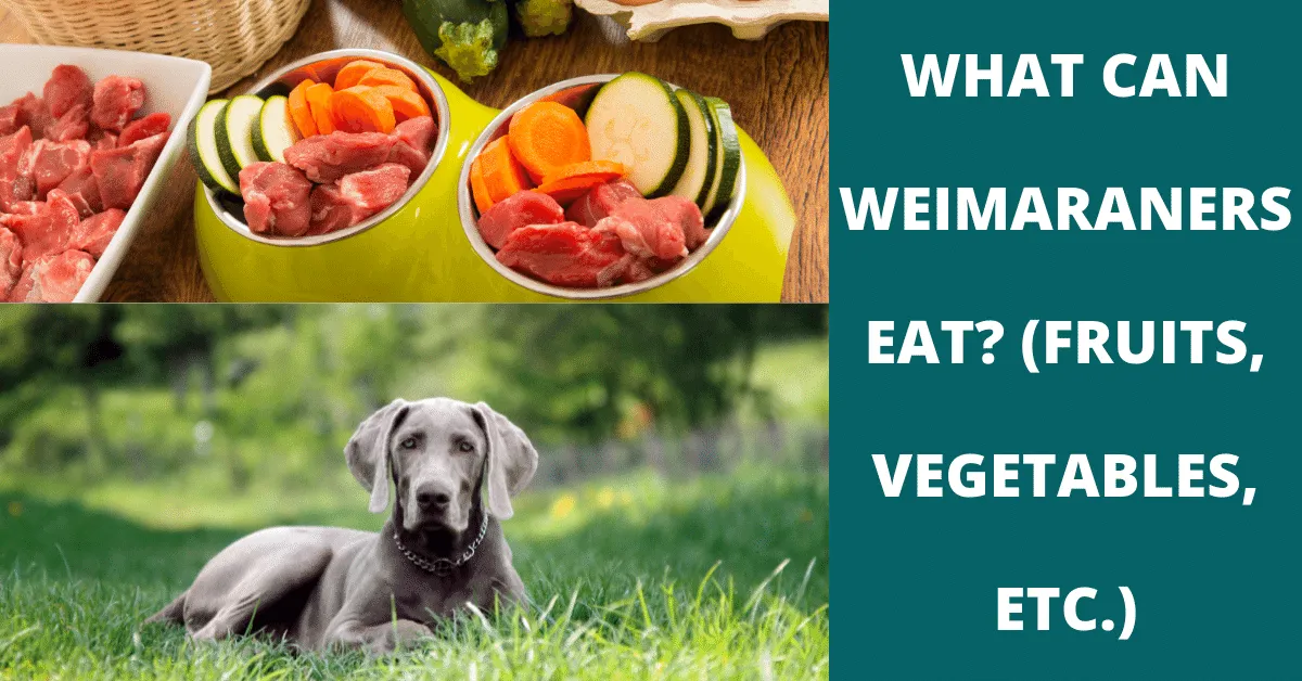 what can weimaraners eat