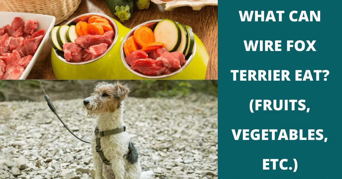 what can wire fox terrier eat