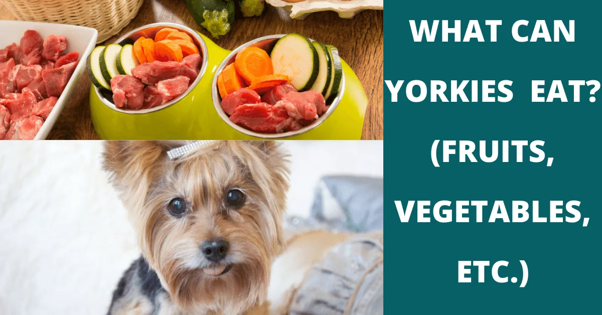 what can yorkies eat