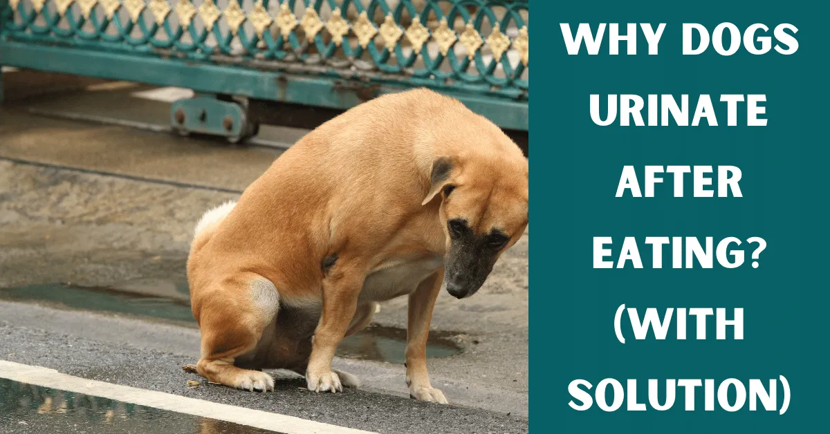 dog urinates after eating