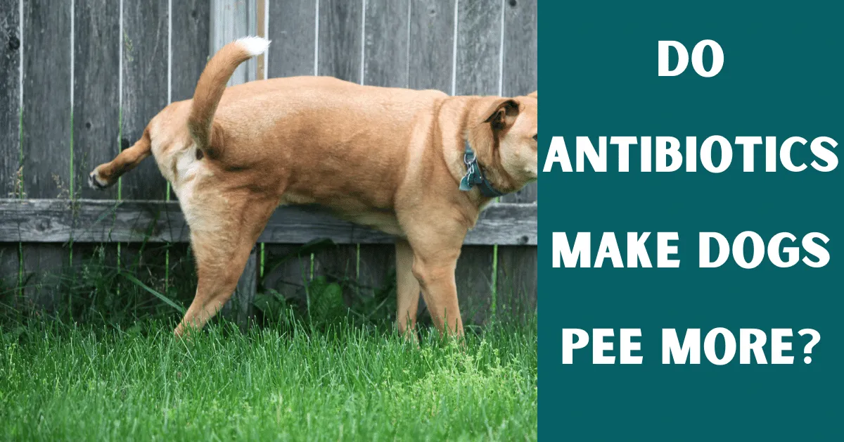 do antibiotics make dogs pee more