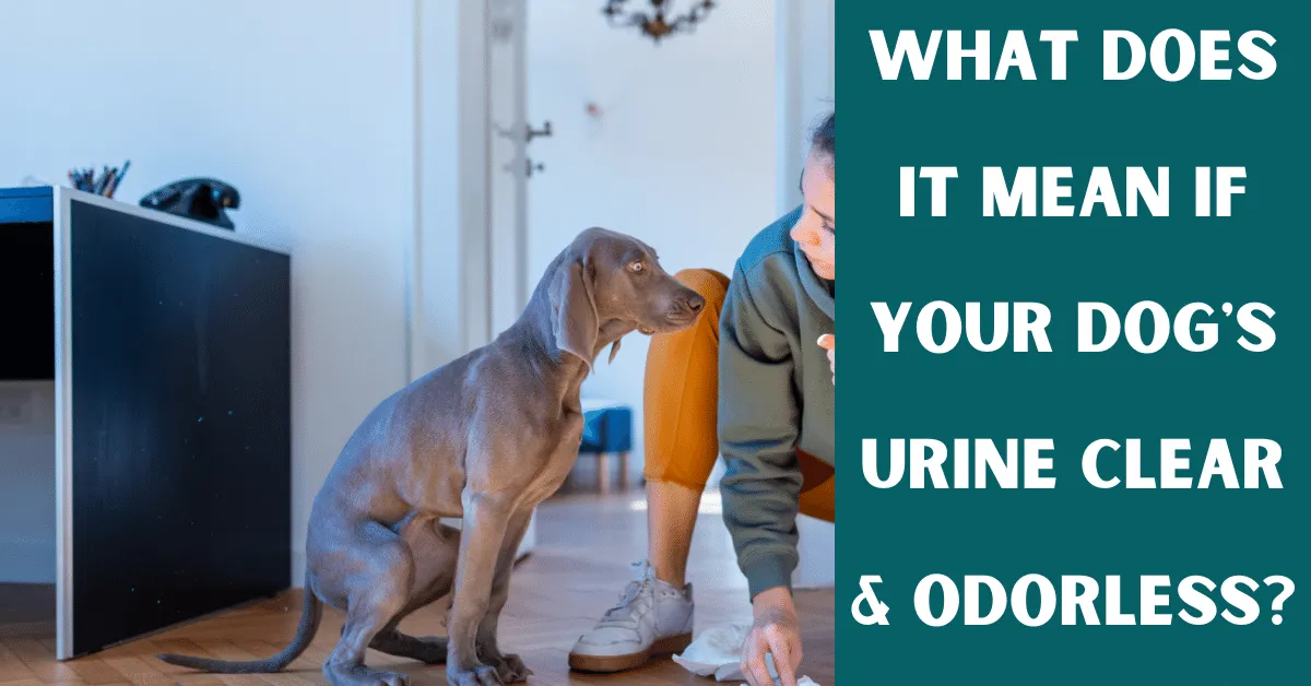 dog urine clear odorless