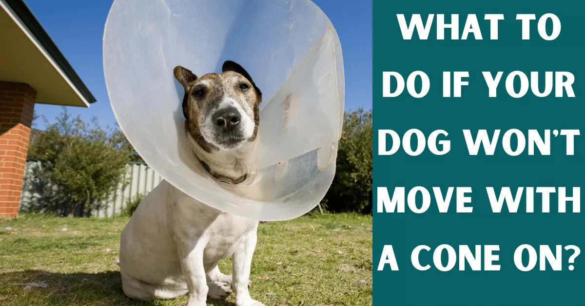 dog won't move with a cone on