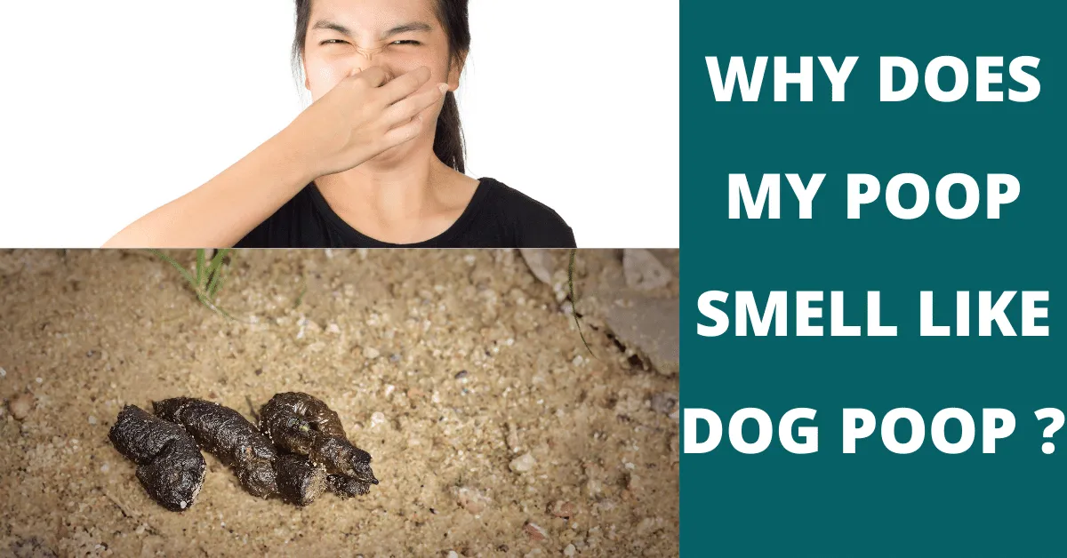  Why Does My Poop Smell Like Dog Poop Vet Advises