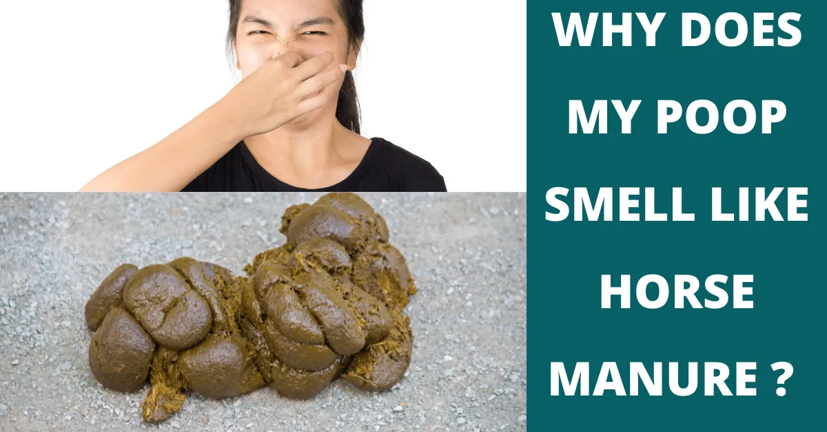 why does my poop smell like horse manure
