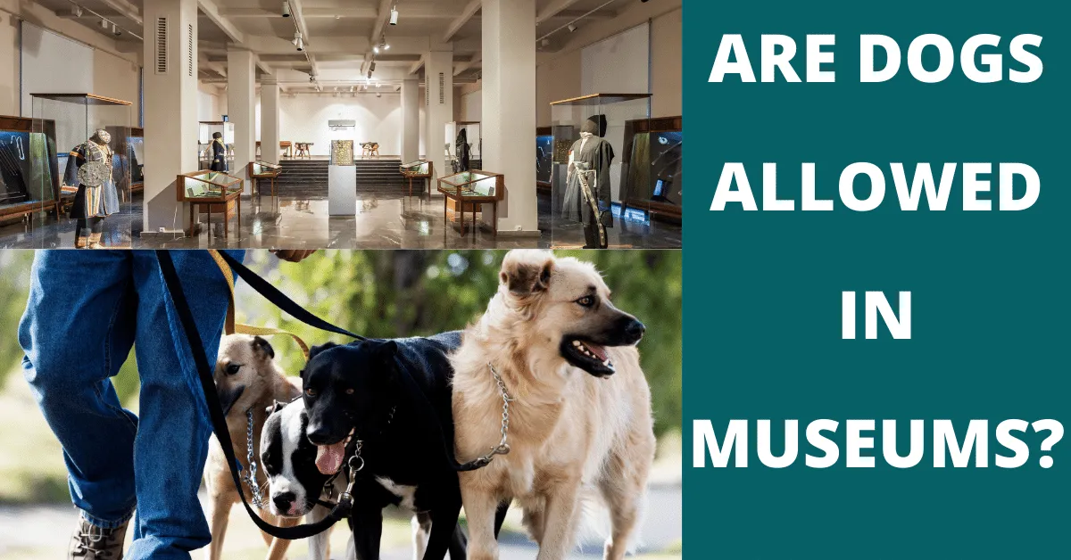 are dogs allowed in museums