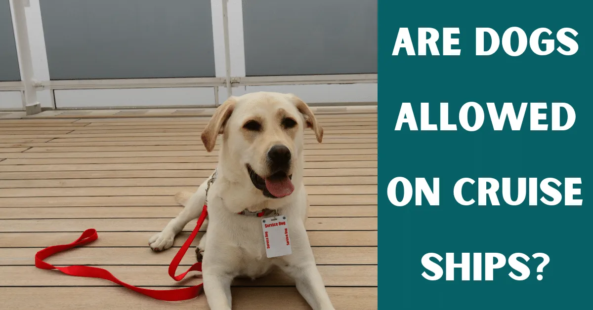 are dogs allowed on cruise ships