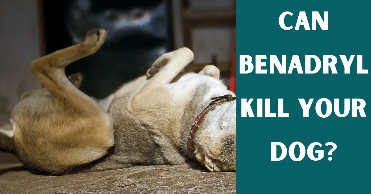 Can benadryl kill my dog?