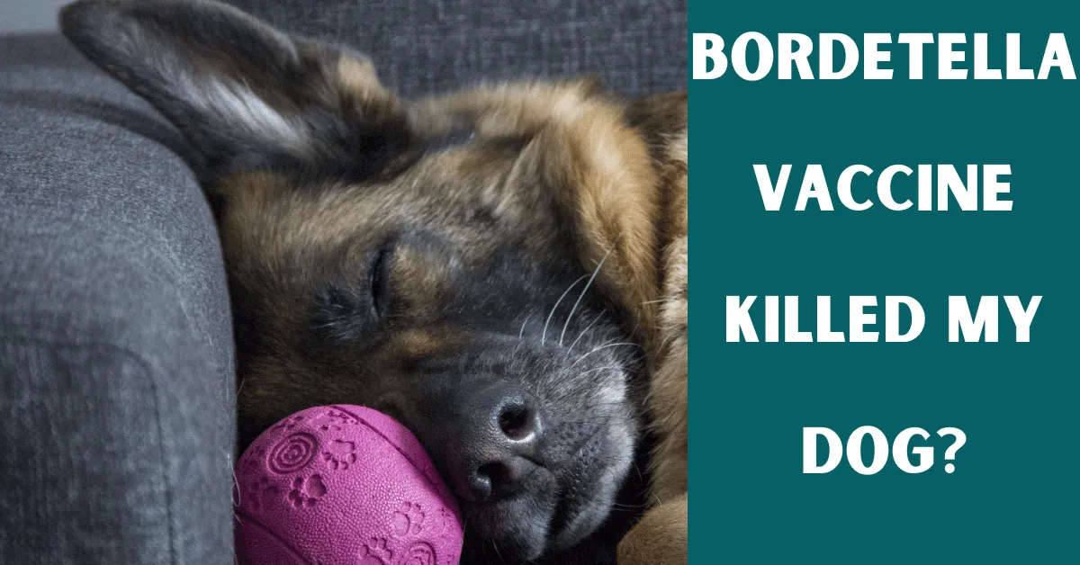 bordetella vaccine killed my dog