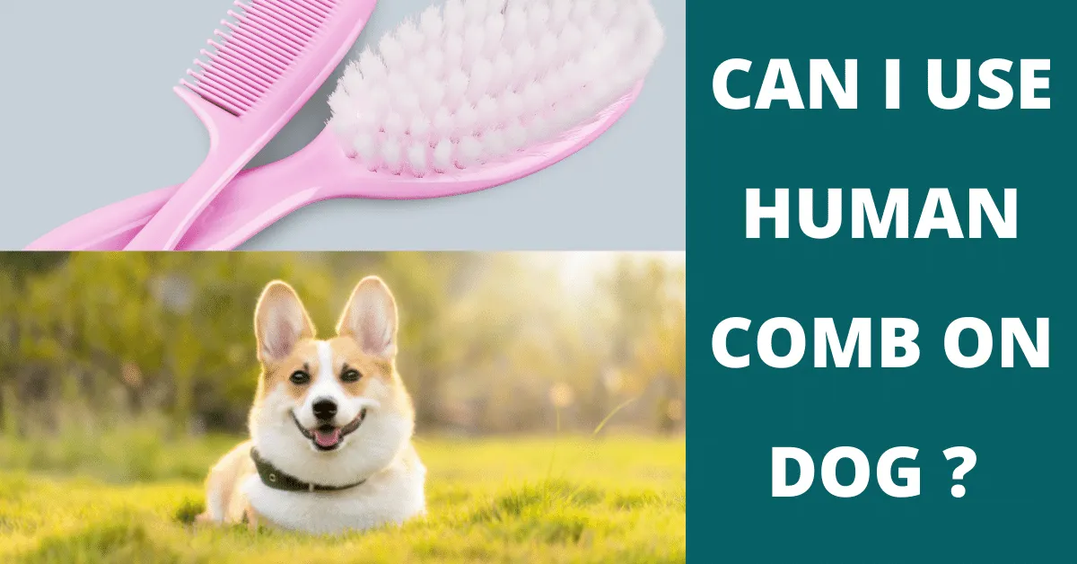 can i use a human comb on dog