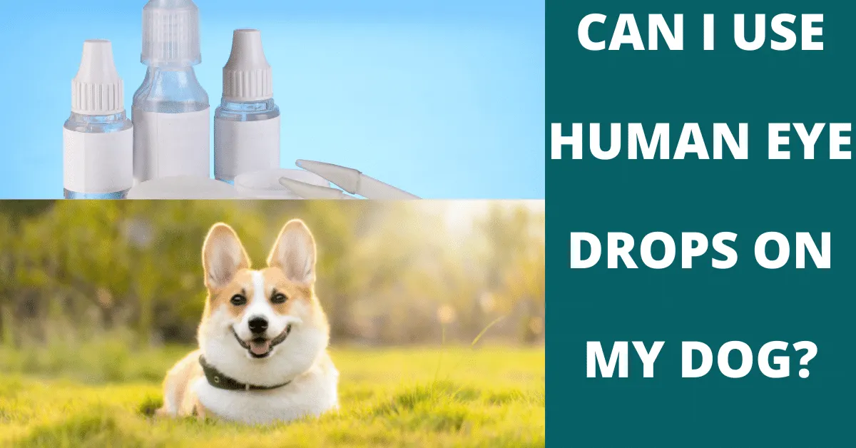 can i use human eye drops on my dog