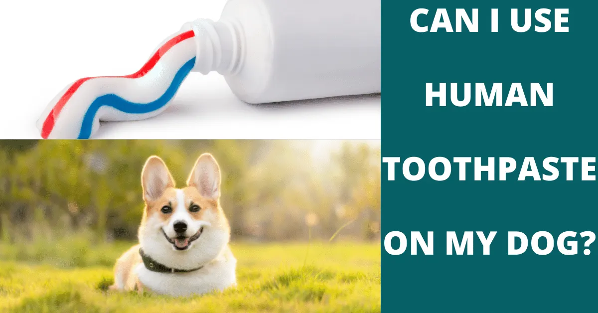 can i use human toothpaste on my dog? Find out the answer in this blog post.