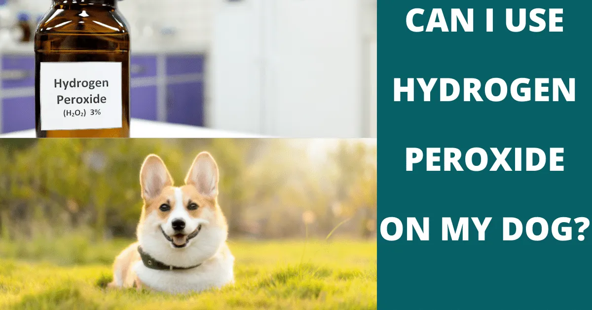 Can I Use Hydrogen Peroxide On My Dog? Vet Advises