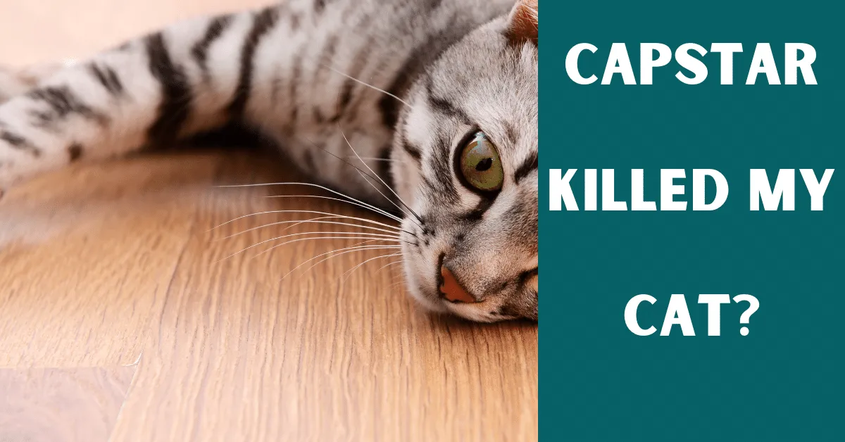 capstar killed my cat