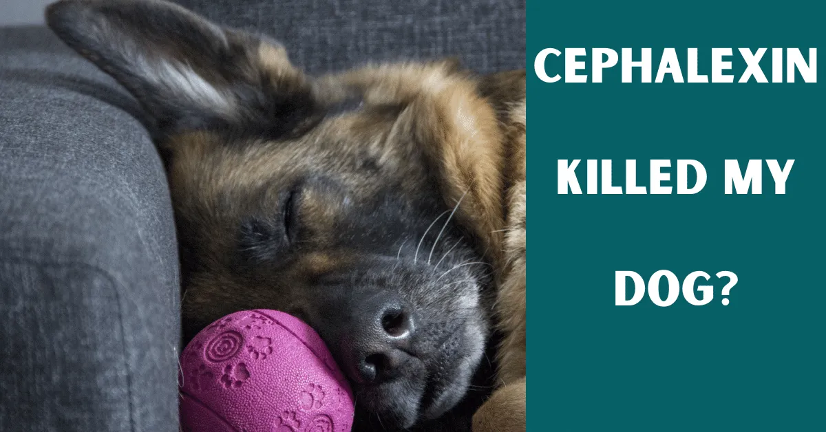 cephalexin killed my dog