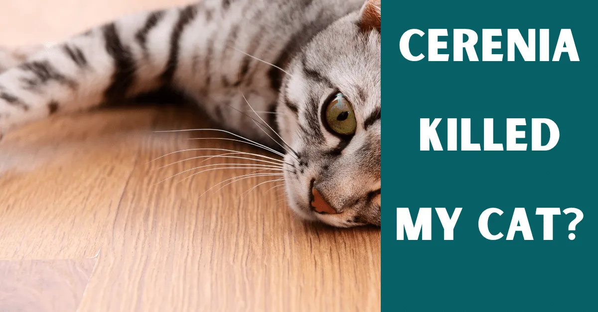 cerenia killed my cat