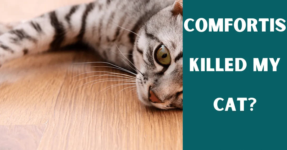 comfortis killed my cat