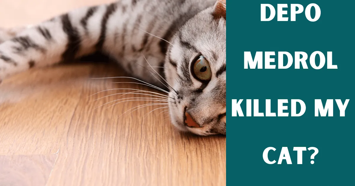 depo medrol killed my cat