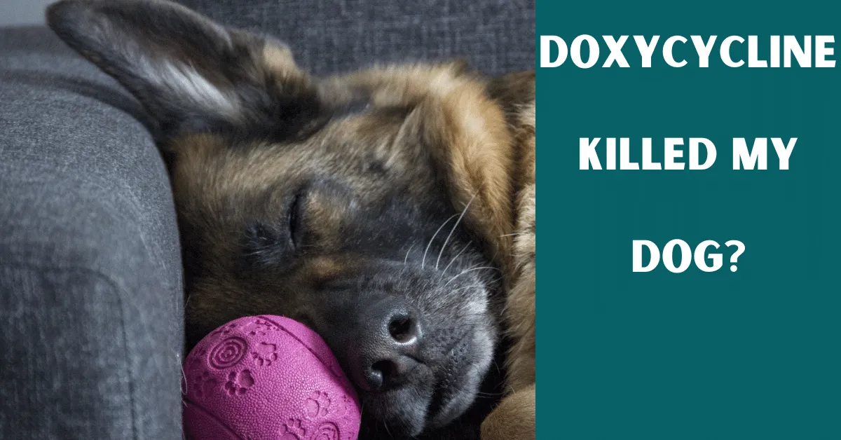 doxycycline killed my dog